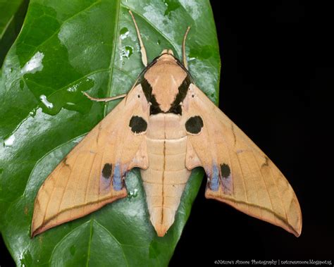 polilla esfinge|Sphinx Moths (Family Sphingidae) · iNaturalist.